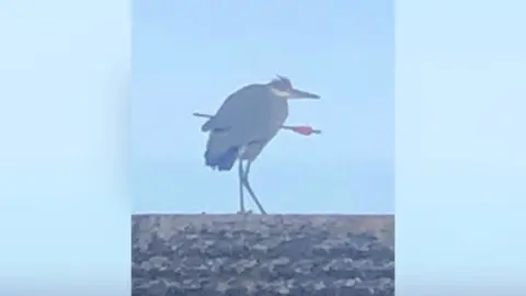 Mark Proctor Heron on roof with arrow embedded in body