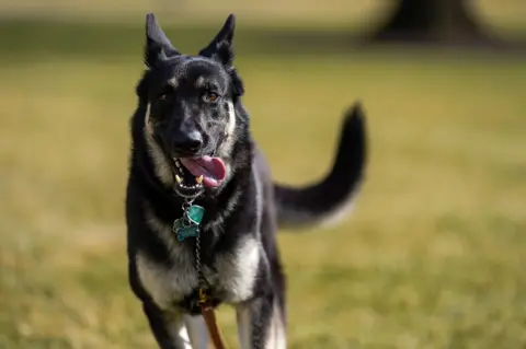 EPA The first dog Major runs across the White House lawn