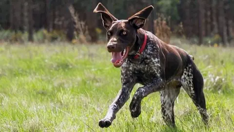 Norfolk lowland rescue dog Juno running through a field