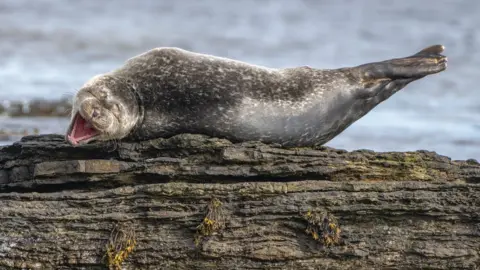 Ken Crossan A large seal lying on a rock appearing to laugh