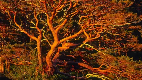 Niall Benvie Scots pine