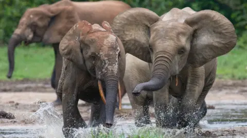 Getty Images Forest elephants