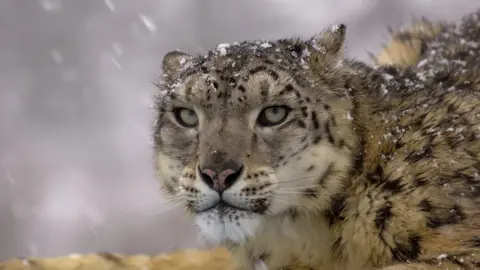 Science Photo Library Snow leopard