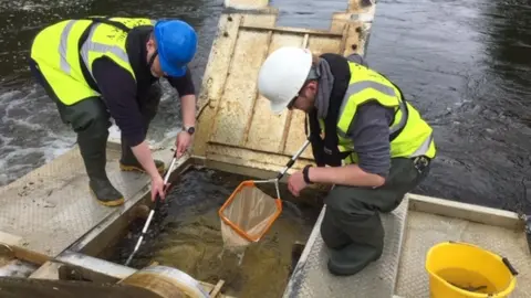 Loughs Agency staff trap juvenile fish on the Faughan River for examination