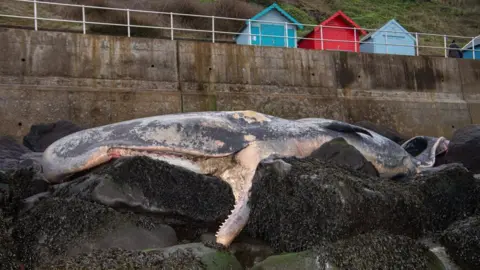 Robert Walkley Dead sperm whale