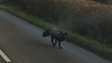 Karm Singh Black fox spotted by Karm Singh in Somerset