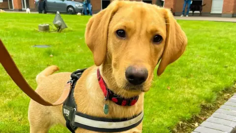 Northamptonshire Police Devon the police dog