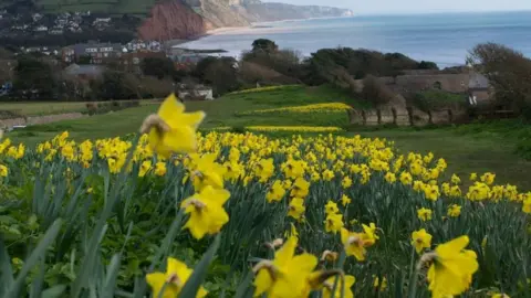 Flowers blooming on Peak Hill in Sidmouth
