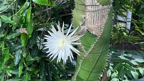 Night Blooming Cereus - Capture the MomentCapture the Moment