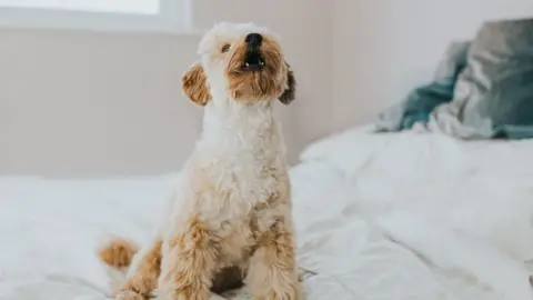 Getty Images Dog sat on bed howling