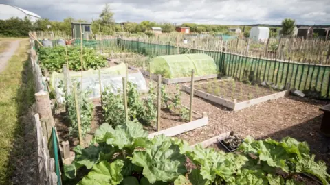 Ards Allotments A plot at Ards Allotments