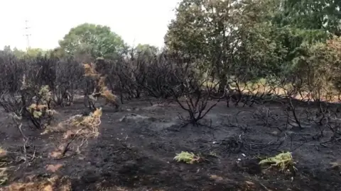 Hartlebury Common