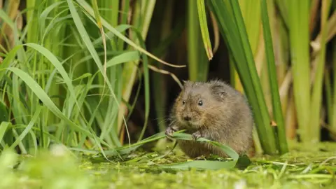 Terry Whittaker:2020 Vision Water vole