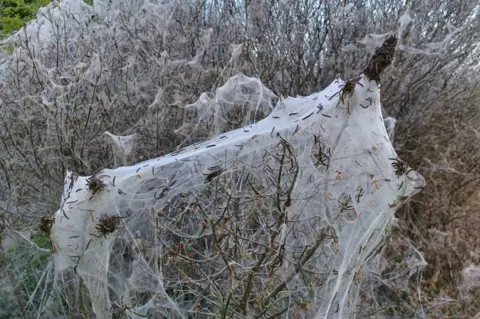 Jonathan Orland Likely Ermine moth caterpillars on the A146 between Chedgrave and Thurton