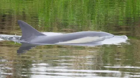 Tris Allinson Dolphin swimming in river in Cambridgeshire