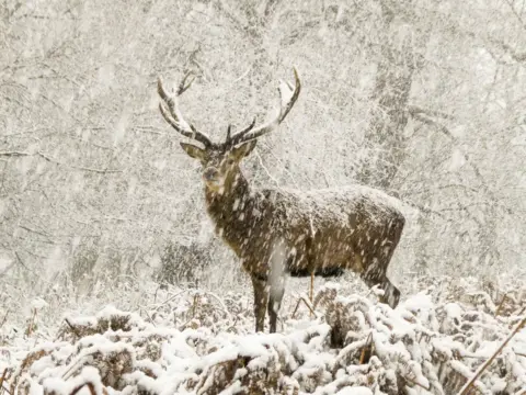 Joshua Cox Stag stood in snow flurry