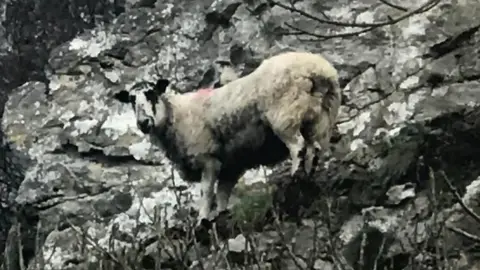 Sheep rescue