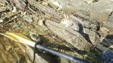 KORU KAYAKING Squirrel after rescue