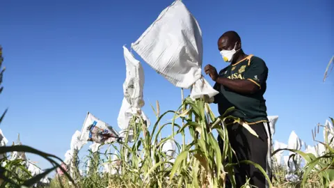 AFP A masked farmer covering his crop near Gaborone in Botswana - Sunday 5 April 2020