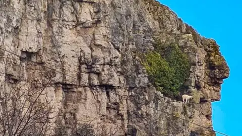 Llandudno Coastguard The goat on a cliff ledge