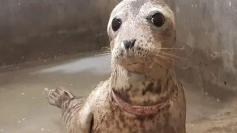 RSPCA Flowerpot the seal