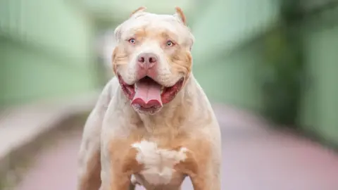 Getty Images Image of a XL bully