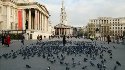 pigeons in Trafalgar square