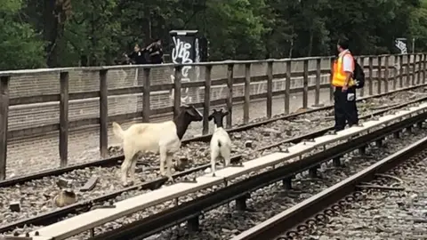 Metropolitan Transportation Authority Goats seen on a New York City subway track on 20 August 2018