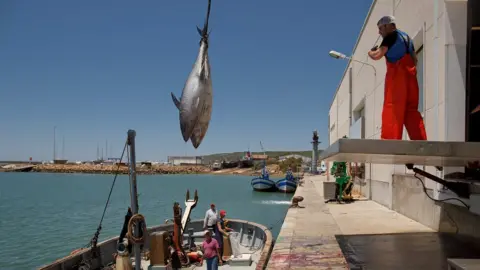 Getty Images bluefin