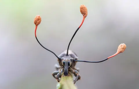 Frank Deschandol/WPY2019 Weevil