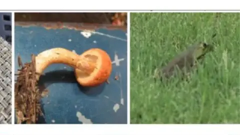 ImageNet A Mushroom and frog