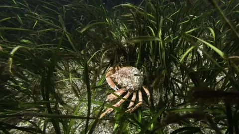 Tim Harvey An image of Eelgrass