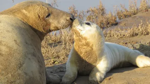 Lincolnshire Wildlife Trust Mother and pup