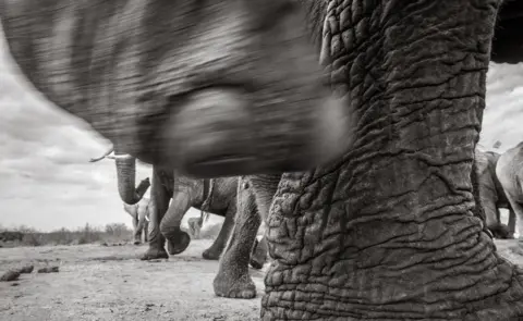 Burrard-Lucas Photography An elephant's foot