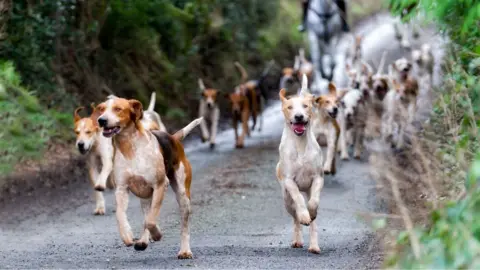 Getty Images Fox hunt