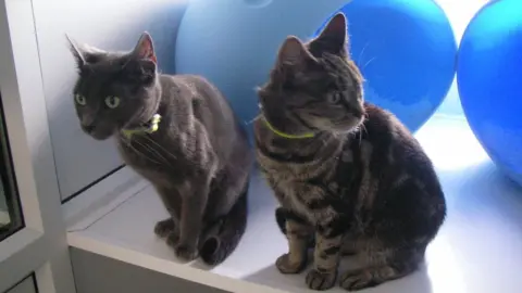 RSPCA cats