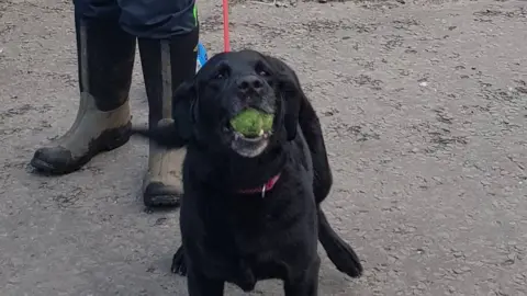 Twitter/@SWPTaff Shelley the Labrador police dog