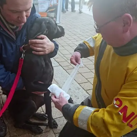 Exmouth RNLI Luther being bandaged by RNLI