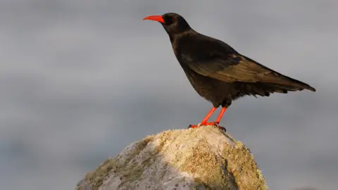 MikeLane45/Getty Images Chough