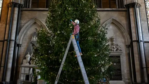 Finnbar Webster Salisbury Cathedral's 32ft tree