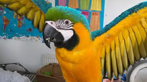 Carlie Thomas Parrot