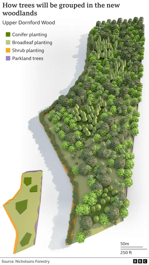 How trees will be grouped in new woodlands