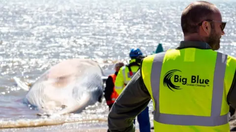 @bigbluecleanup Whale on beach