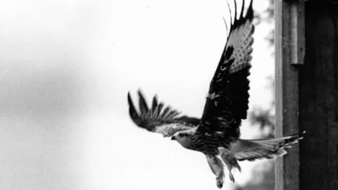 Defra Red kite