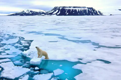 Getty Images A polar bear standing on pack ice