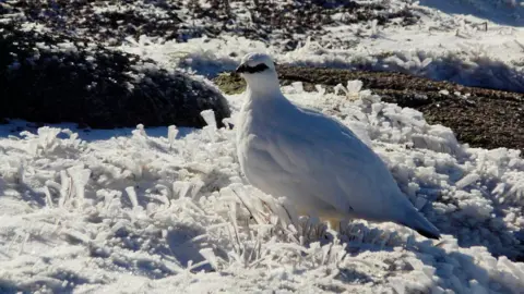 SAIS Northern Cairngorms Ptarmigan in Cairngorms