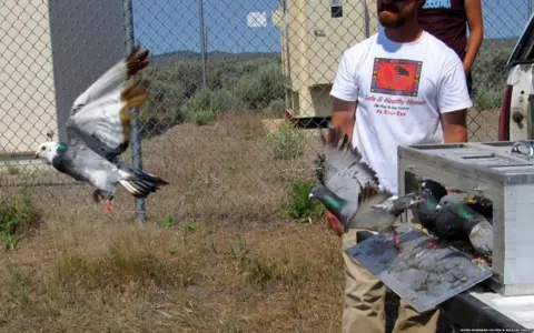 Moira McKernan/US Fish & Wildlife Service 'Oiled and unoiled' pigeons were released from the same site for test flights