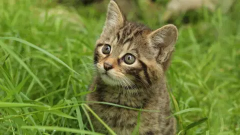 Ben Jones Scottish wildcat kitten