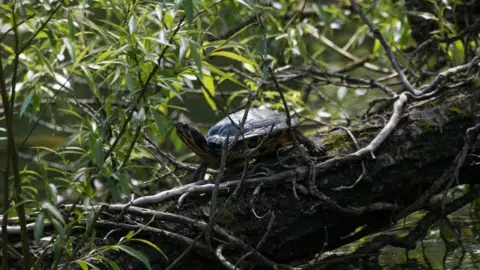 Len Copland Adult terrapins are 90% herbivorous