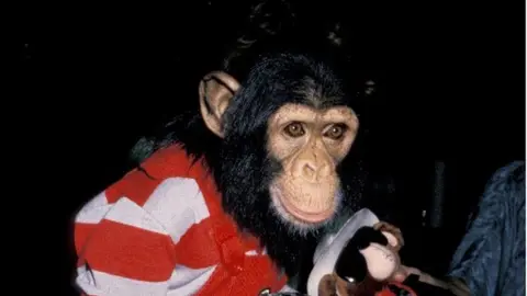 Getty Images Bubbles the chimpanzee
